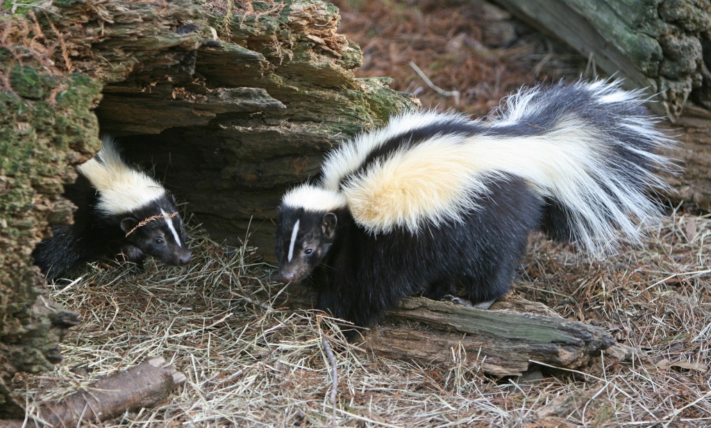 Striped_Skunk