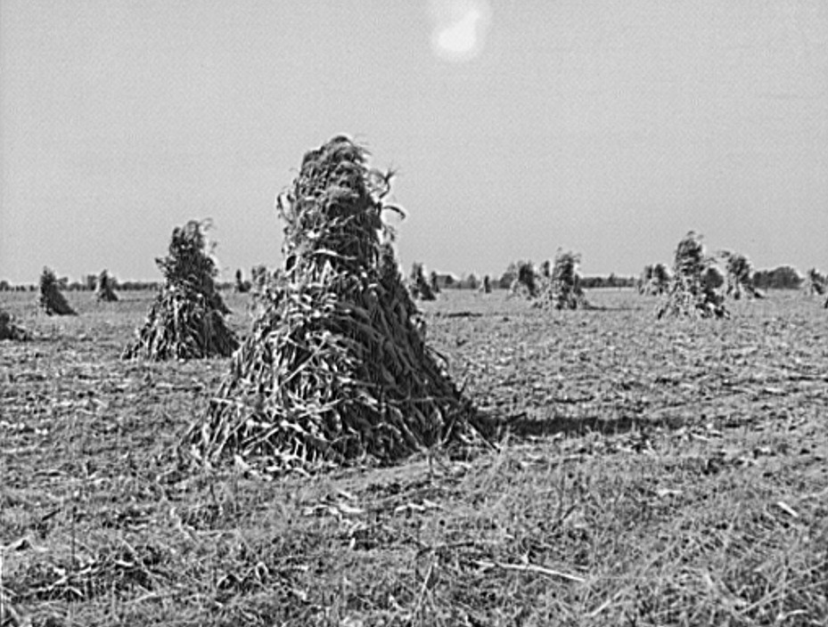 Michigan farm 1942 shocks of corn