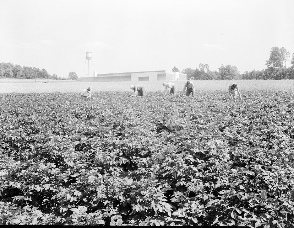 Factory and field, run on cooperative basis by resettled families at Hightstown. men are working in the potato field, one of the crops on the farm of 414 acres. lange