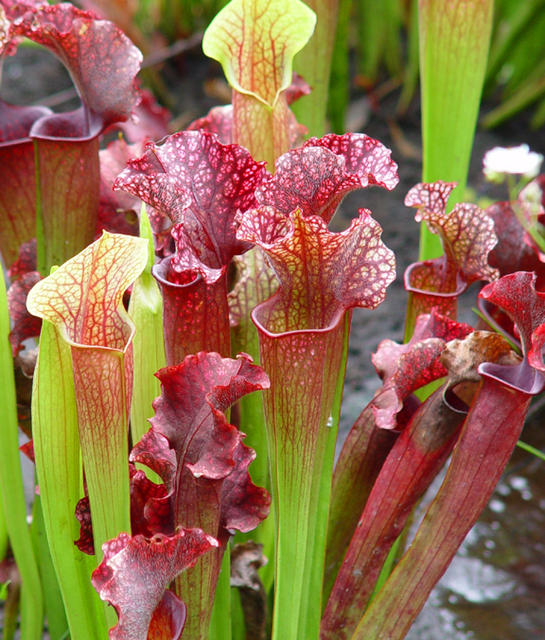 Carnivorous Plants – I’m glad there aren’t more of them [photographs