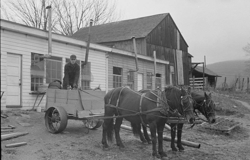 cart removing chicken manure 1936