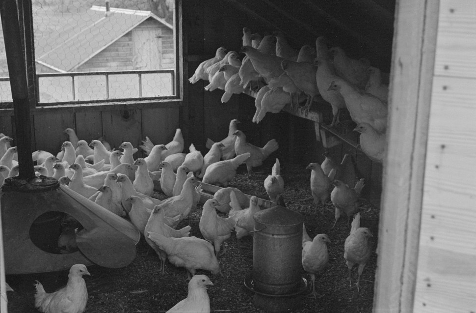 poultry belonging to jewish cooperative 1935