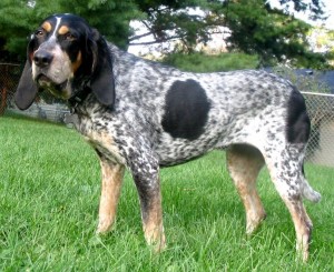 BluetickCoonhound