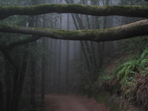 The-misty-forest-Sequoia-Bayview-Trail-Joaquin-Miller-Park-Oakland-CA