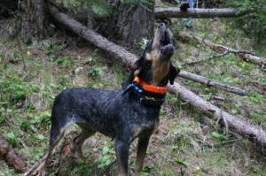 bluetick hound