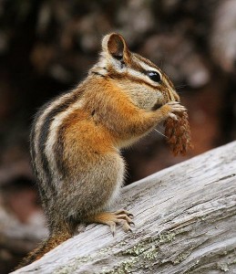 chipmunk