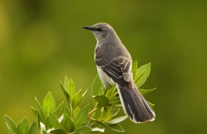 mocking bird