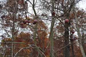 persimmons wild