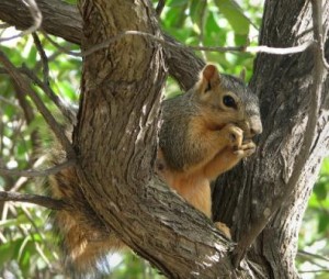 squirrel-hunting-improves-hunting-skills1