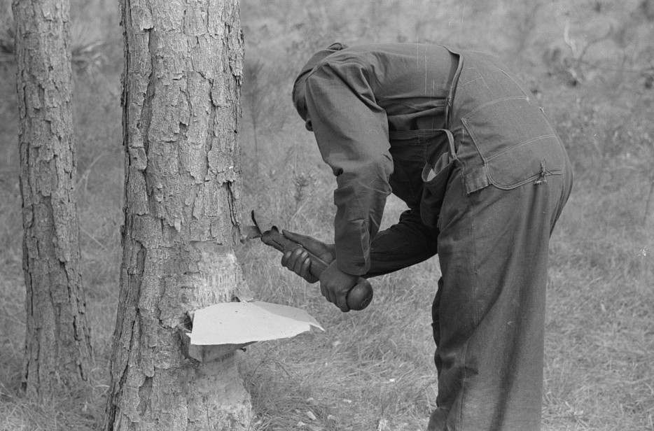 Chipping turpentine on a second-year face with a hack. Near Pembroke, Georgia 1941 Jack Delano