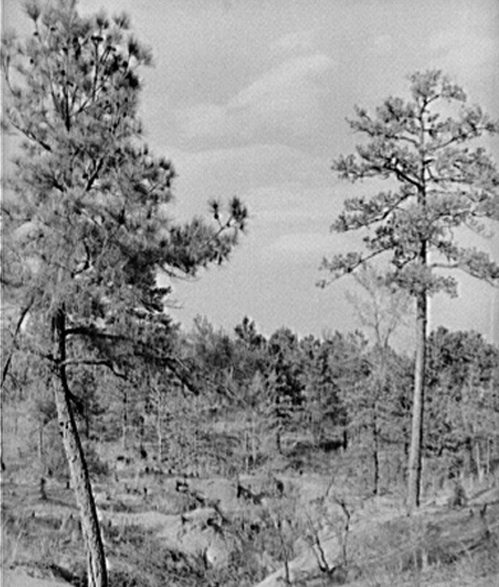 Gullied land and pine trees near Atlanta, Georgia