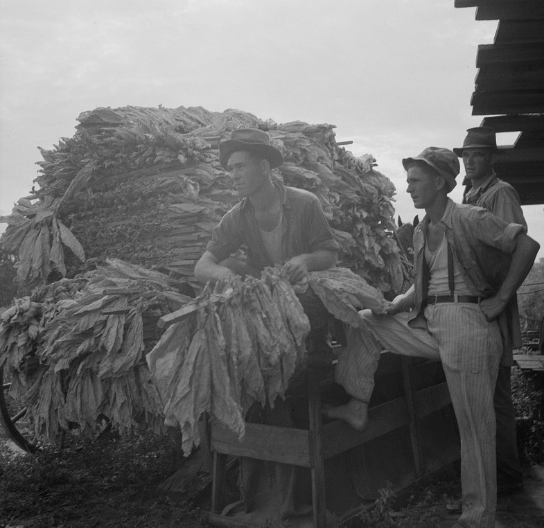 Loading cured tobacco for market. Georgia 1937 Lange