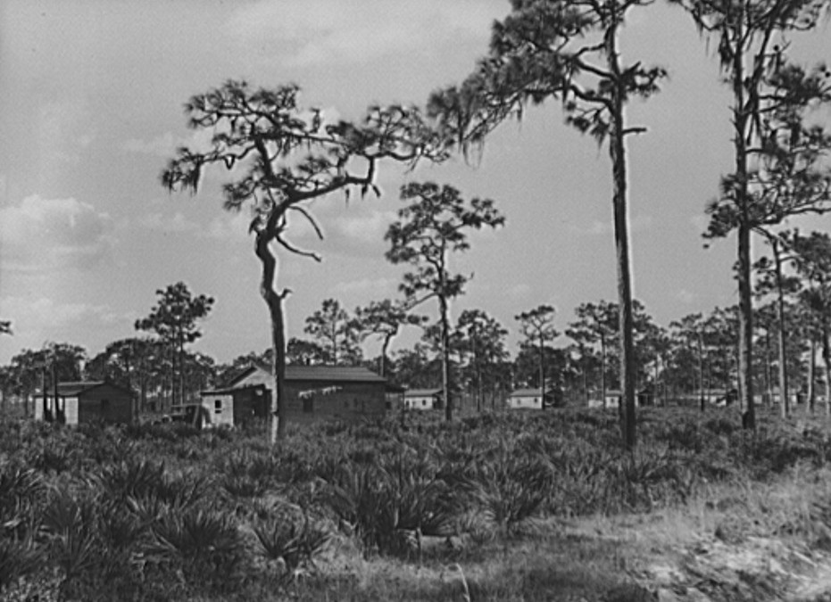 North Florida Turpentine Camp Jan 1939 by Marion Post Walcott