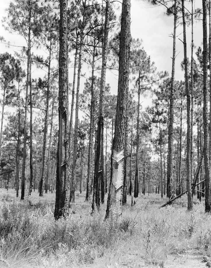 Turpentine trees Florida 1936 by Dorothea Lange