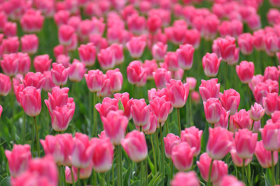 a-field-of-pink-tulips-ronda-broatch
