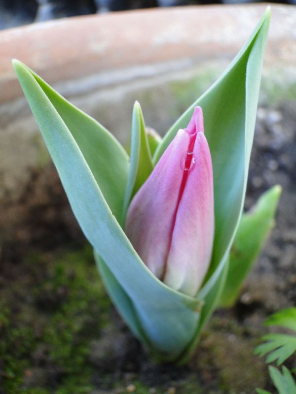 pink-tulip-bud-emerging