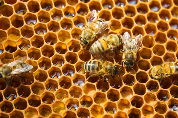 honeycomb-bee-hexagon