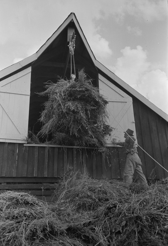 Elevating hay into loft, Lake Dick Project, Arkansas