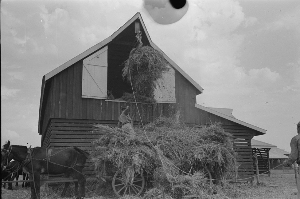 Elevating hay into loft2, Lake Dick Project, Arkansas