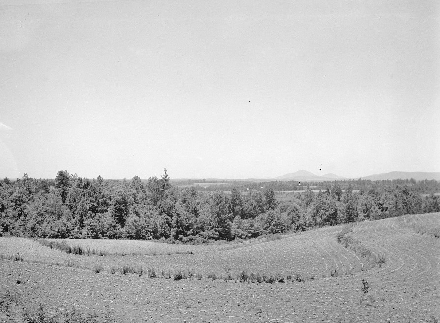 Terracing and cotton patch with Appalachian Mountains in the distance. Near Cornelia, Georgia