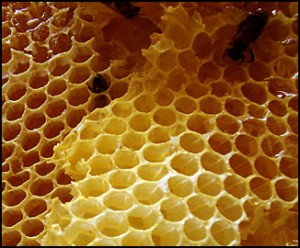 beeswax_ml