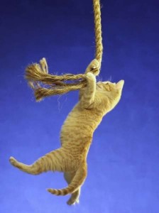 cat at end of rope