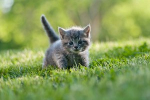 gray kitten