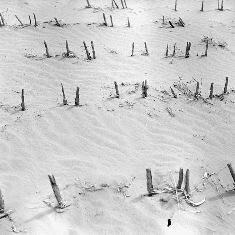 Kaffir corn stubble breaks up the wind currents and prevents soil from being blown away. Hartley County Texas by photographer Arthur Rothstein April 1936