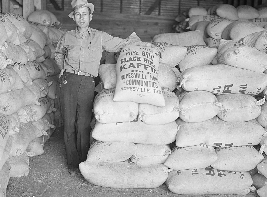 Project manager with bags of kaffir seed grown by resettled farmers. Ropesville rural community, Hockley County, Texas Arthur Rothstein April 1936