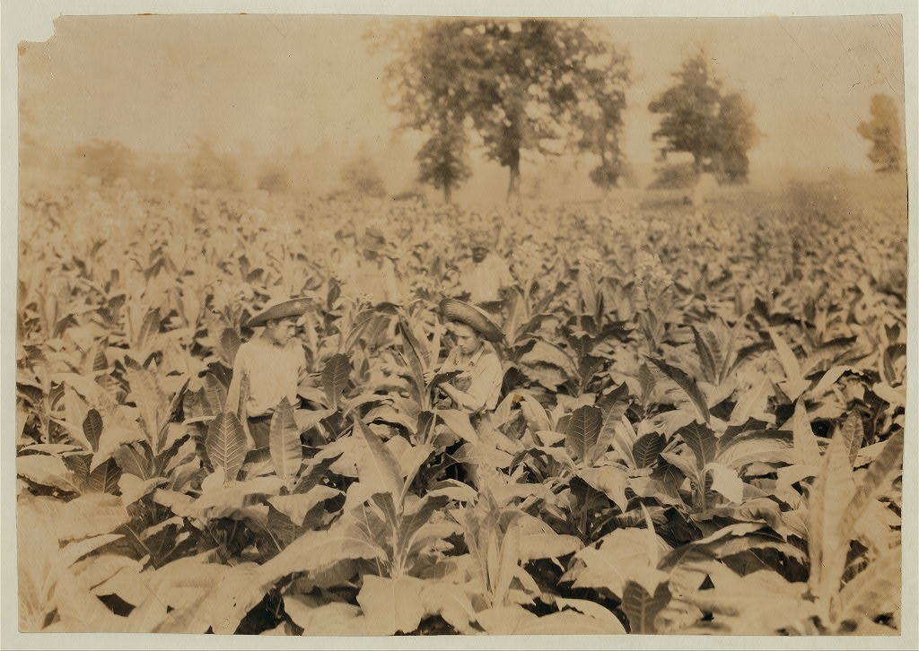 Topping tobacco. Roland Lowe, 13 years old in field with two brothers. There are 7 boys and 2 girls in the family, and 4 are in school. Father, Mose Lowe, R. Route 1, Winchester. 3