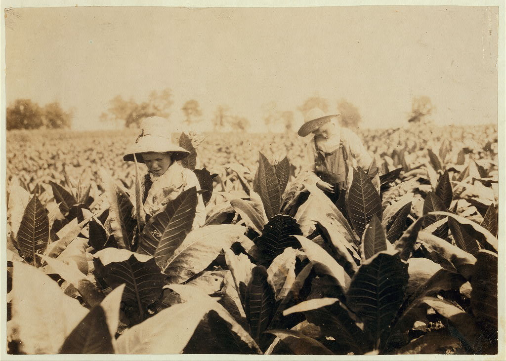 Worming and topping tobacco. W.L. Fugate rents farm. Willie, 12 years old and Ora, 10 years old will go to Schoolsville School, Clark Co., Ky., but it has not opened yet. hine