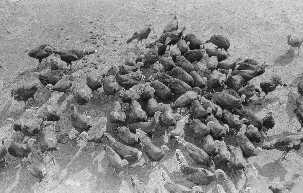 Turkeys on Schoenfeldt farm, Russian-German FSA (Farm Security Administration) client in Sheridan County, Kansas russell lee 1939