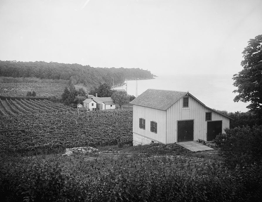 Vineyards, Put-in-Bay, Ohio ca. 1880 by Detroit Publishing Company