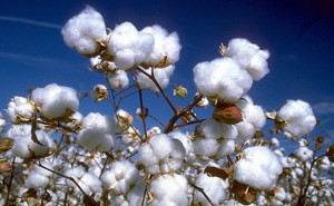 cotton