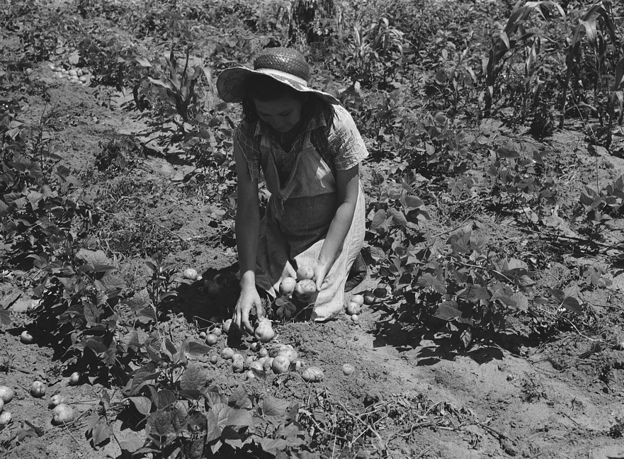All varieties of tubers were preserved by the Labor Rehabilitation families. Here a young wife is picking up potatoes for storage for winter. Southeast Missouri
