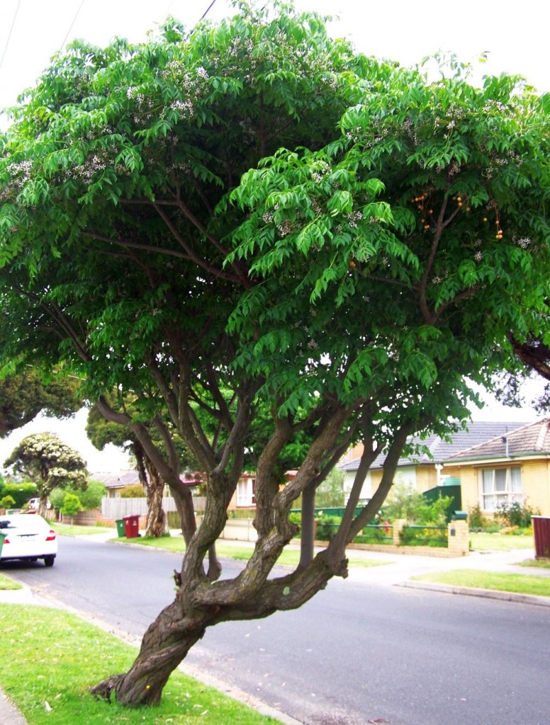 Where Have All The Chinaberry Trees Gone? – Days Gone By