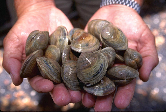 Little Neck clams (Wikipedia)